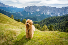 Golden Doodle Dog On The Meadow In The Dolomites Mountains