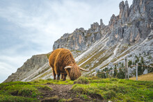 Highland Cow Grazing In The Mountains