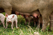 Pig And Piglets On A Meadow