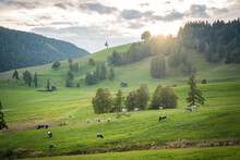 Sunset Over Green Landscape With Cows Grazing