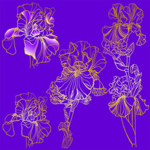 Set Of Drawn Gold Contours Of Iris Flower On Purple Background
