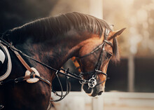 Portrait Of A Beautiful Bay Horse With A Bridle On Its Muzzle, Which Is Illuminated By Sunlight. Equestrian Sports. Horse Riding.