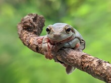 Frog On A Tree