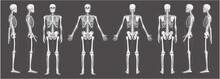Skeleton Human Front Back Side View With Two Arm Poses Ventral, Lateral, And Dorsal Views. Set Of Greyscale Flat Realistic Concept Vector Illustration Of Anatomy Isolated On White Background