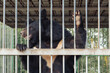 © Сергей Храмов - A black Himalayan bear stands on its hind legs and holds on to a metal lattice with paws with claws, close up