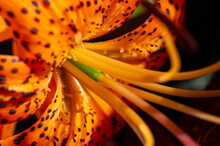 Tiger Lily. A Tall Lily That Has Orange Flowers Spotted With Black Or Purple. Roots Were A Food Source For Native Americans, And Flowers Were Nectar For Hummingbirds And Larger Insects.