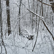Dense thickets of snowy trees with a fallen fallen broken tree in the forest - winter forest landscape