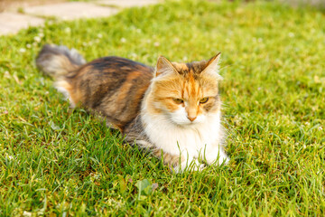 Wall Mural - Arrogant short-haired domestic funny tabby cat sneaks through fresh green grass meadow background. Kitten walks outdoors in garden backyard on summer day. Pet care health and animals concept