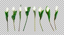 White Tulips Isolated. Vector Illustration Of Tulips. Spring Flowers. Primroses. White Flowers. Realistic