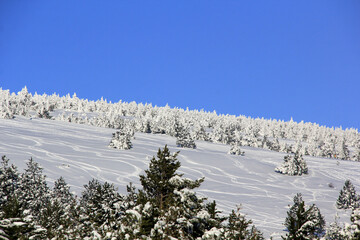 Canvas Print - paysage pour skieur