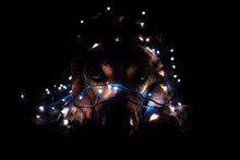 Look Of A Dog With A Garland