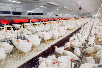 Wall Mural - Indoors chicken farm, chicken feeding