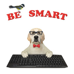 Wall Mural - A dog labrador programmer works on a black computer keyboard. Be smart. White background. Isolated.