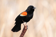 A Male Redwing Blackbird Sits On Dry Cattail Reeds