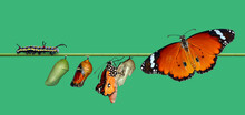 Amazing Moment ,Monarch Butterfly, Pupae And Cocoons Are Suspended. Concept Transformation Of Butterfly