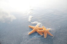 Pair Of Starfish On The Beach