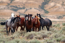 Herd Of Wild Mustang Horses In The Badlands Of Wyoming.