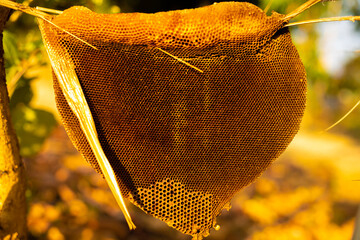 Deserted honeycomb, Abandoned house without bees, Yellow old house Depth of Field, On a blurred background.