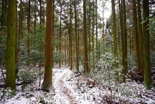 A Lonely Snowy Path In Winter Forest