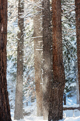 Sticker - Winter forest