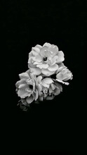 Beauty Of A White Rose Flower With Black Background