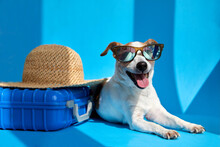 Cute Dog Breed Jack Russell Terrier In Sunglasses Lies With Suitcase And Straw Hat Isolated On Blue Studio Background. Funny Vacation And Travel Concept