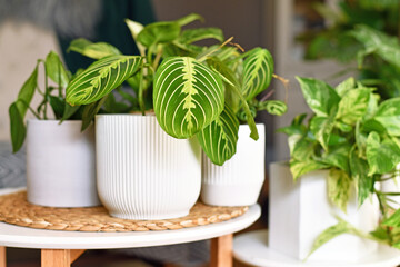 Wall Mural - Exotic 'Maranta Leuconeura Lemon Lime' houseplant in flower pot on table