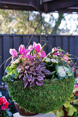 Sticker - pink cyclamen basket