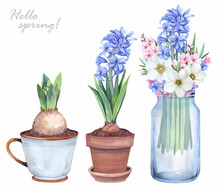 Watercolor Illustration. Set Of Spring Flowers On A White Background. Hyacinth Bloom, Leaves.