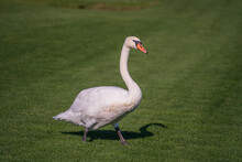 White Swan Walk On The Green Grass On The Lawn On A Sunny Day