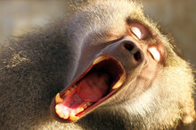 Rare Shots For Rampant Forest Monkeys 4