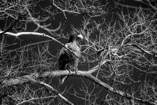Sea Eagle On Branch