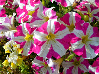 Wall Mural - Background of red and white petunias flowers in garden