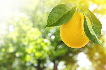 Lemon tree branch with ripe fruit outdoors. Bokeh effect