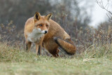 Fototapeta  - Red fox in Nature.
