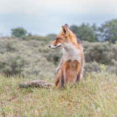 Wall Mural - Red fox in Nature.