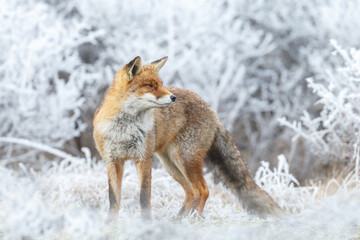 Wall Mural - Red fox in Nature.