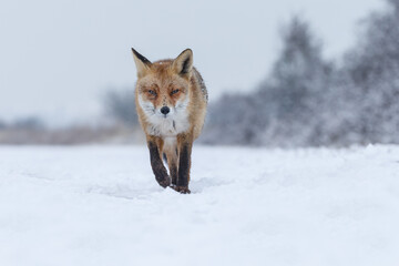 Wall Mural - Red fox in Nature.