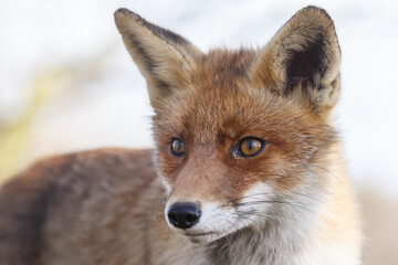 Wall Mural - Red fox in Nature.