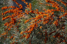 Huge Branches Of Sea Buckthorn, Strewn With Clusters Of Orange Berries Against The Background Of Houses And The Sky