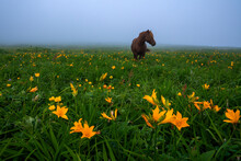 Wild Horse Among Blooming Wild Lilies. Russian Far East, Iturup Island, July Morning, Fog