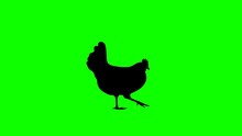 Silhouette of a walking hen, animation on the green background