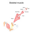 Skeletal Muscle anatomy. structure