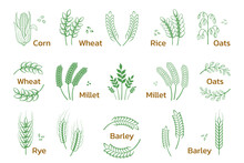 Cereal And Grain. Rice Wheat Barley Rye Icons, Bakery And Organic Products Logo. Vector Set