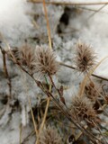 Fototapeta  - grass in the snow