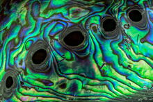 Macro View Of Polished Iridescent Shell Of A New Zealand Paua Shell (Haliotis Iris) Showing Respiratory Holes In The Selenizone. The Shell Is Popular In Making Jewelry.