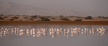 The Pink Flamingos Concentrated Together In A Salt Pond Near A Small Town Eilat, Israel.