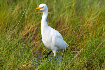 Canvas Print - A cattle egret wading through a salt marsh.