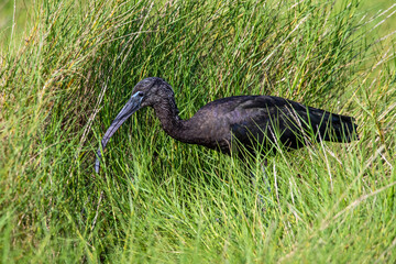 Canvas Print - A glossy ibis wading through a salt marsh.