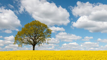 A Lone Tree In A Field Of Canola.